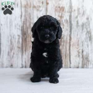 Holly, Mini Labradoodle Puppy